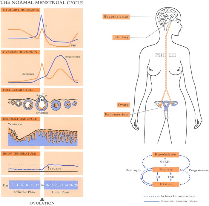 ovulation-infertility Ovulation infertility - Coastal IVF