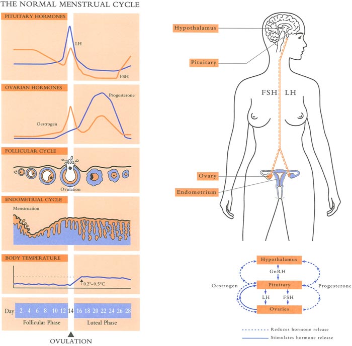 Ovulation infertility - Coastal IVF